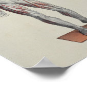 Anatomie van de spier Anatomie Poster (Hoek)