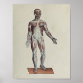 Anatomie van de spier Anatomie Poster (Voorkant)