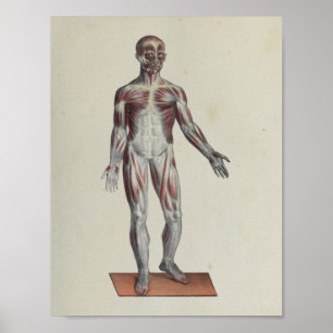 Anatomie van de spier Anatomie Poster