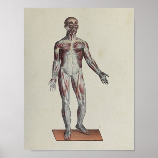 Anatomie van de spier Anatomie Poster (Voorkant)