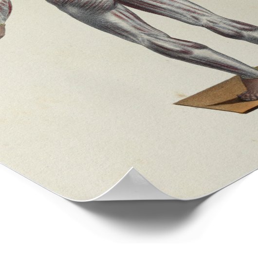 Anatomie van de spier poster (Hoek)