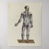 Anatomie van de spier poster (Voorkant)