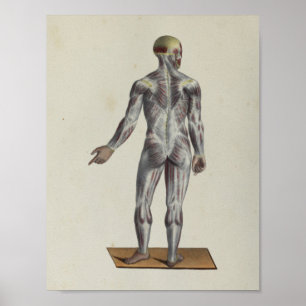 Anatomie van de spier poster