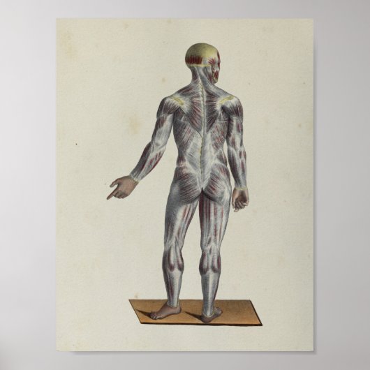Anatomie van de spier poster (Voorkant)
