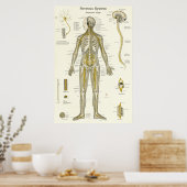 Anatomie van de spinale zenuwen Chiropractie Poster (Keuken)