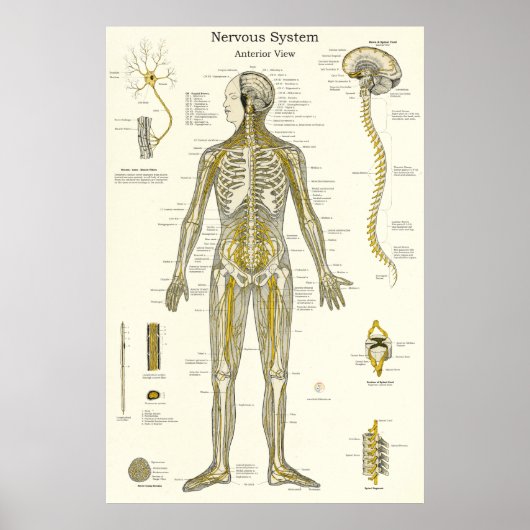 Anatomie van de spinale zenuwen Chiropractie Poster (Voorkant)