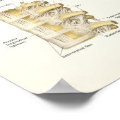 Anatomie van de thoracale wervelkolom en wervels poster (Hoek)