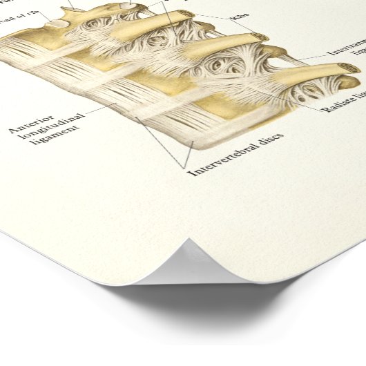 Anatomie van de thoracale wervelkolom en wervels poster (Hoek)