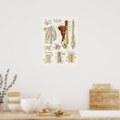 Anatomie van de thoracale wervelkolom en wervels poster (Keuken)