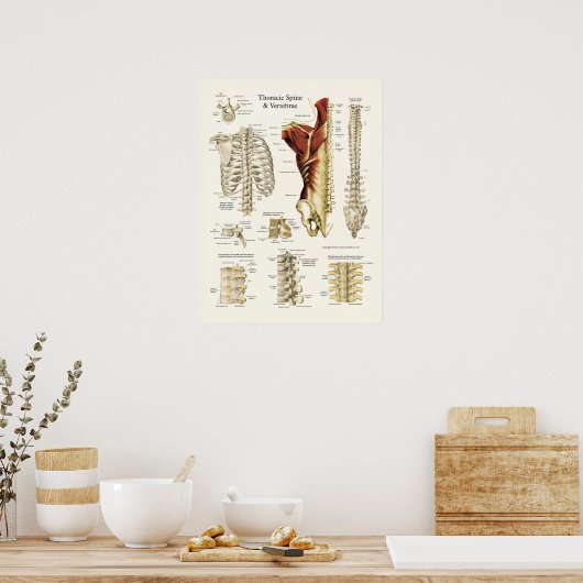 Anatomie van de thoracale wervelkolom en wervels poster (Keuken)