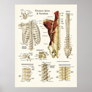 Anatomie van de thoracale wervelkolom en wervels poster