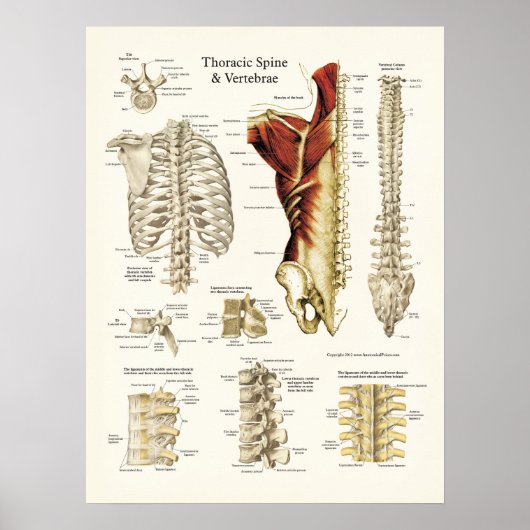 Anatomie van de thoracale wervelkolom en wervels poster (Voorkant)