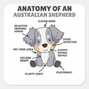 Anatomie van een Australische herder- en herderhaa Vierkante Sticker