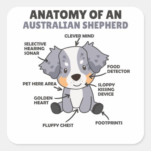 Anatomie van een Australische herder- en herderhaa Vierkante Sticker (Voorkant)