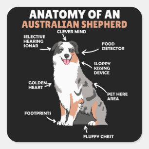 Anatomie van een Australische herder- en herderhaa Vierkante Sticker