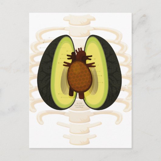 Anatomie van een Avocado Briefkaart (Voorkant)