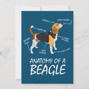Anatomie van een beagle Hondenliefhebber
