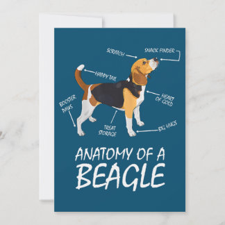 Anatomie van een beagle Hondenliefhebber