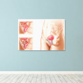 Anatomie van een blaasophanging canvas afdruk (Insitu (Houten vloer))