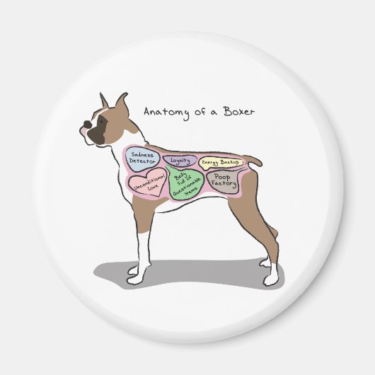 Anatomie van een Boxer Hond geschenken Magneet (Voorkant)