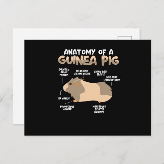 Anatomie van een cavia briefkaart (Voorkant / Achterkant)