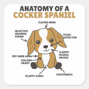 Anatomie van een Cocker Spaniel Cute Dogs Puppy Vierkante Sticker