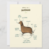Anatomie van een dachshund | Dachshund-Hondenliefh (Voorkant)