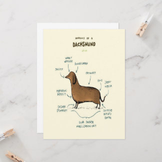 Anatomie van een dachshund | Dachshund-Hondenliefh