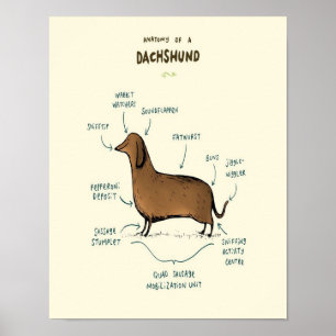 Anatomie van een dachshund   Dachshund-Hondenliefh Poster