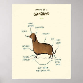Anatomie van een dachshund | Dachshund-Hondenliefh Poster