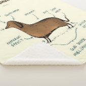 Anatomie van een dachshund | Dachshund-Hondenliefh Sherpa Deken (3/4)