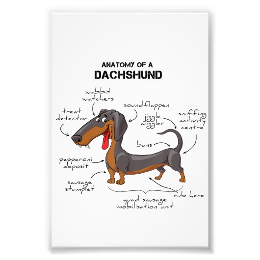 Anatomie van een dachshund - Funny Dog Foto Afdruk (Voorkant)