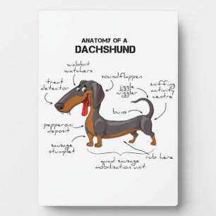 Anatomie van een dachshund - Funny Dog Fotoplaat