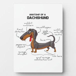 Anatomie van een dachshund - Funny Dog Fotoplaat