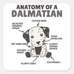 Anatomie van een Dalmatische zoete honden Funny Pu Vierkante Sticker