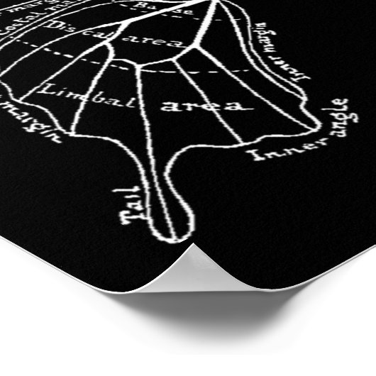 Anatomie van een  diagram van een vlindervleugel poster (Hoek)