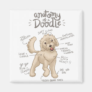 Anatomie van een Doodle Dog Magneet
