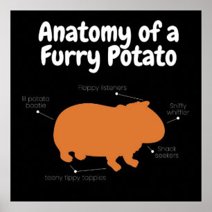 Anatomie van een drijfmestaardappel Cute Guinea Poster