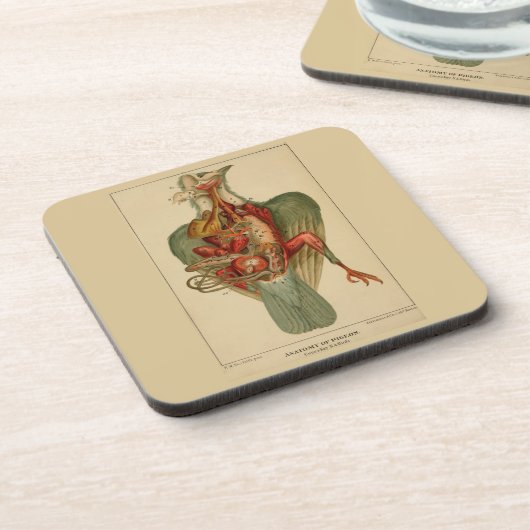 Anatomie van een duif bier onderzetter (Linkerzijde)