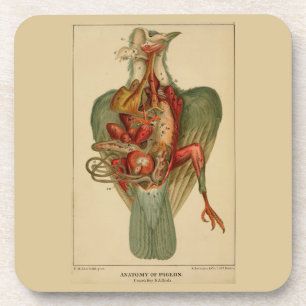 Anatomie van een duif bier onderzetter