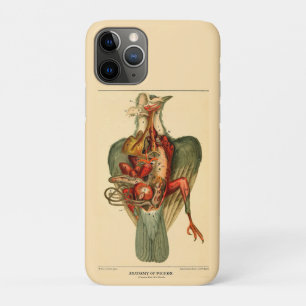 Anatomie van een duif Case-Mate iPhone case