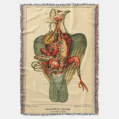 Anatomie van een duif deken (Voorkant Verticaal)