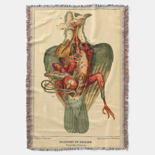 Anatomie van een duif deken (Voorkant Verticaal)