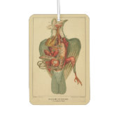 Anatomie van een duif luchtverfrisser (Voorkant)