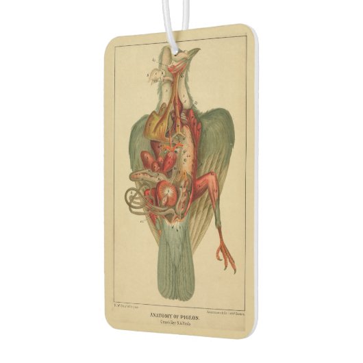 Anatomie van een duif luchtverfrisser (Links)