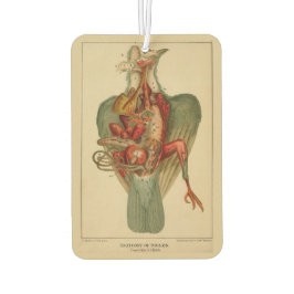 Anatomie van een duif luchtverfrisser