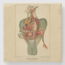 Anatomie van een duif