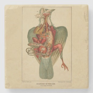 Anatomie van een duif stenen onderzetter