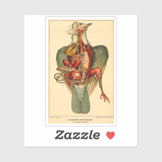 Anatomie van een duif sticker (Vel)