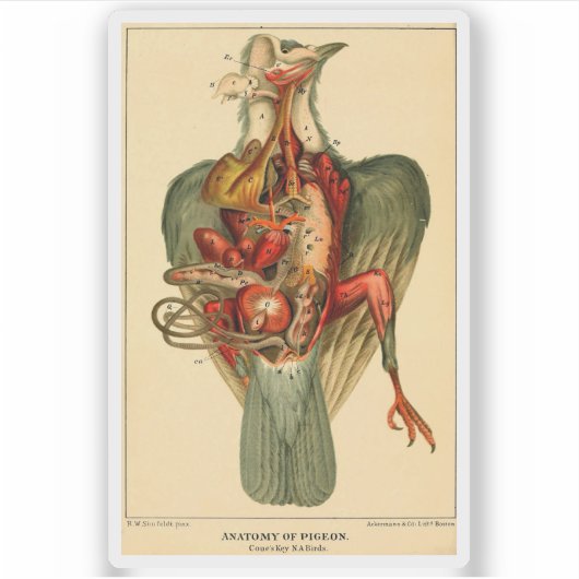 Anatomie van een duif sticker (Voorkant)